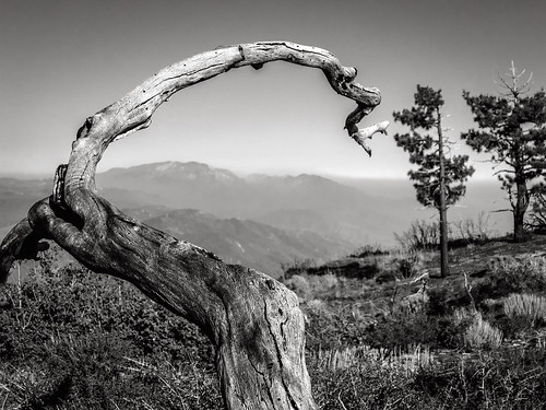 california summer bw white black tree nature canon landscape outdoors hiking powershot summit snag hps sangabrielmountains s100 sanbernardinonationalforest gobblersknob hundredpeakssection upperlytlecreekridge