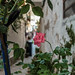 Ibiza - La rosa solitaria