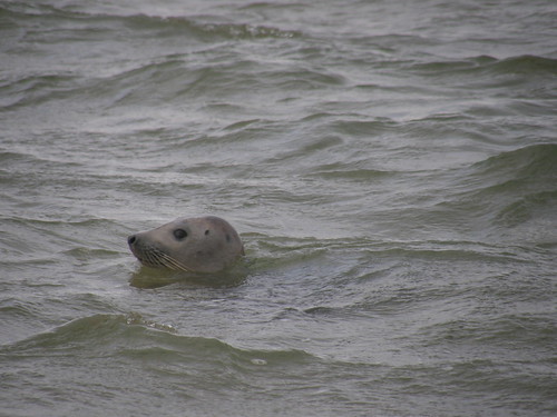 Seal II