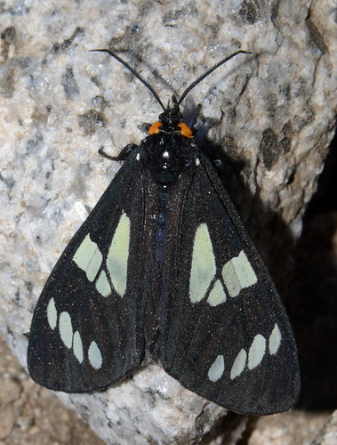 california usa alps west america pacific northwest north moth trinity norcal pnw gnophaela
