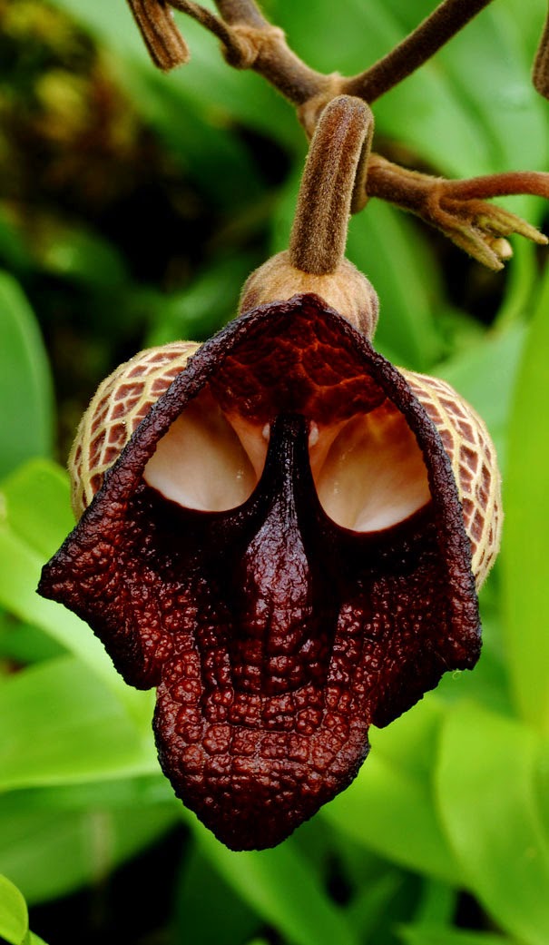 Darth Vader (Aristolochia Salvadorensis) - 17 Flowers That Look Like Something Else