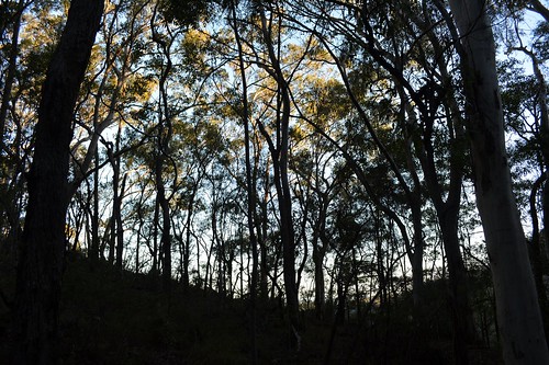trees nature forest woodland landscape countryside silhouettes australia nsw australianlandscape lateafternoon northernrivers nightcapnationalpark minyonfalls nightcaprange redbloodwood afternoonlandscape northernscribblygum northcoastbotanicalsubdivision sunlitcrowns