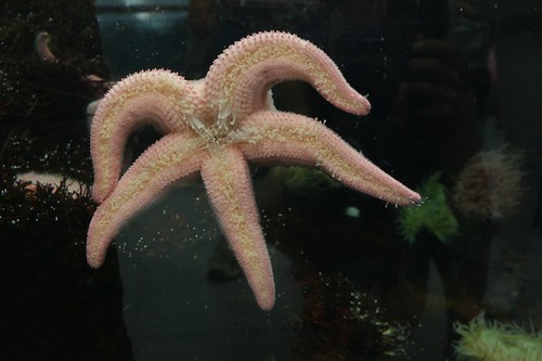 Oceanario: stella marina