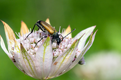 macro astrantia insect skalbagge coleoptera beetle canon650d canon canonef100f28usmmacro greatmasterwort masterwort stjärnflocka