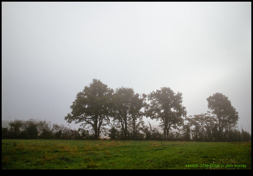 trees mist france fog eurotrip 2014 poitoucharentes nanteuilenvallée
