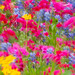 Wildflowers In Motion - 1st Place Flora - Kent Taylor