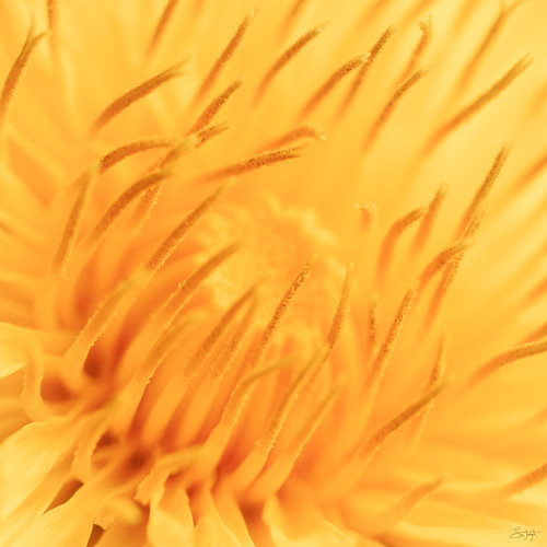 abstract dandelion delicate flower glow heart macrophotography nature orange soft summer yellox