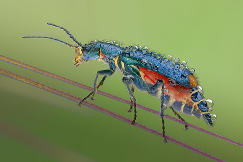 macro insetti coleoptera malachius bipustulatus