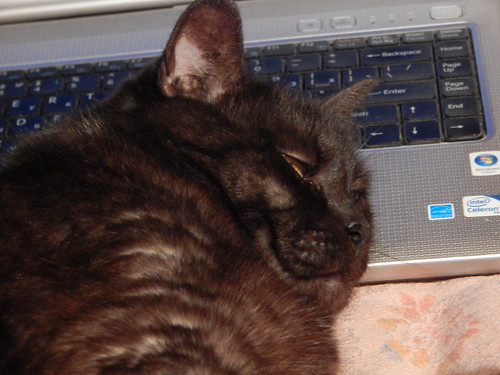 кот на ноутбуке дремлет