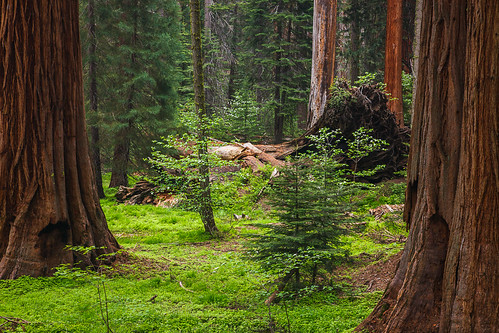 california park copyright usa jeff nature june canon landscape photography photo september national sullivan sequoia visalia seki 2011 2013 5dmarkiii caliparks