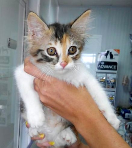 Triana, preciosa gatita tricolor de pelo semilargo mimosona, nacida en Abril´14 busca hogar. Valencia. ADOPTADA. 14474247824_af6698290e