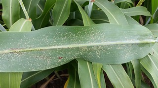 Picture of a leaf covered with wingless sugarcane aphids