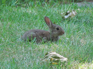 Bunny at Woodland Park