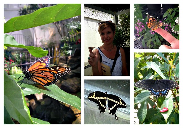 butterfly collage