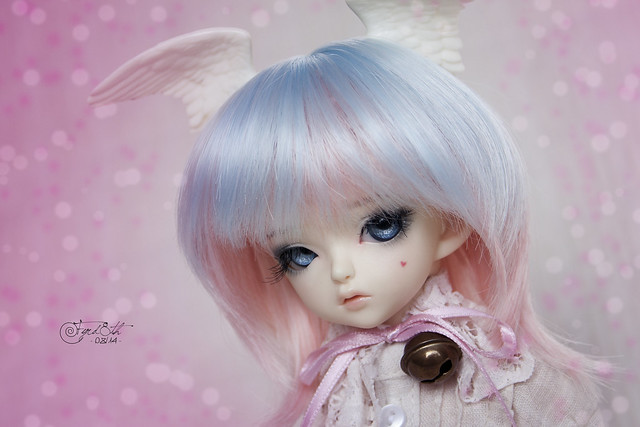 Blue-eyed Dove 03