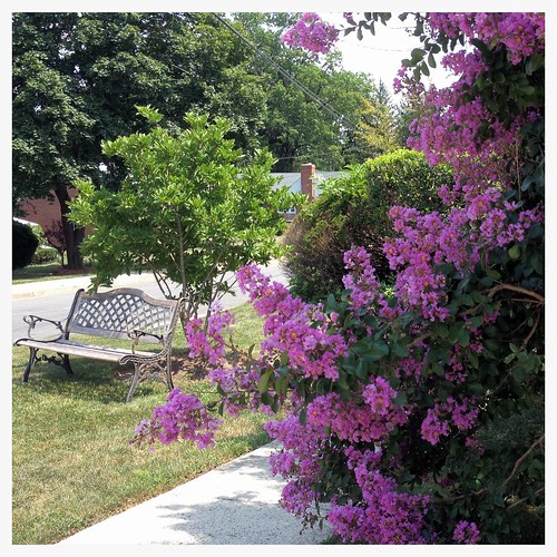 trees shadows maryland baltimore neighborhood brightcolors squared crepemyrtle iphone hbm benchmonday