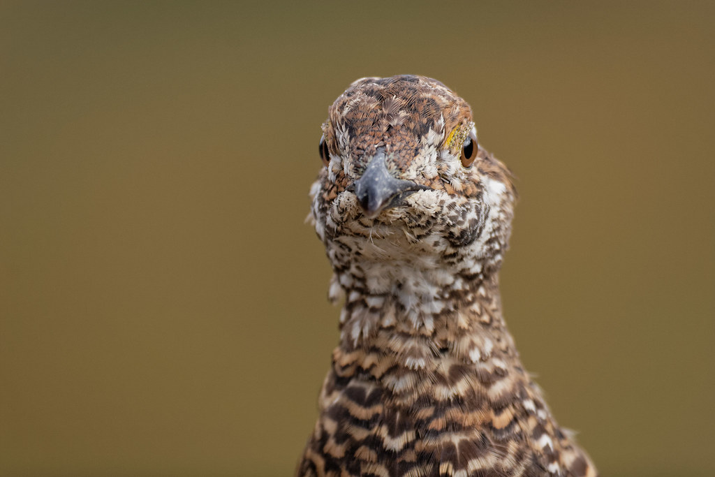 Close-up view of a sooty grouse's head on the Sourdough Ridge Trail in Mount Rainier National Park