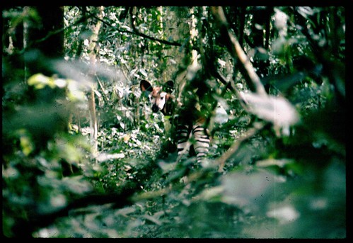 okapi in forest2