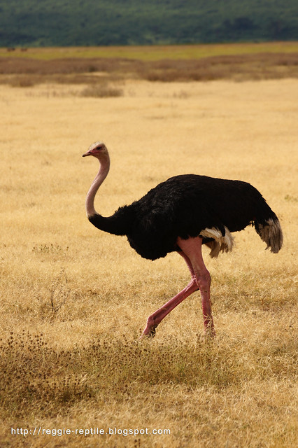 鴕鳥，Ostrich