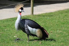 Grey crowned crane at Branfere