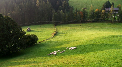 österreich sheeps steiermark schafe ramsauamdachstein obereleiten