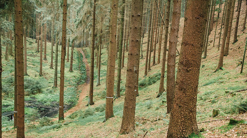 forest deutschland woods earlymorning wald morgen schleswigholstein trittau hahnheide frühermorgen