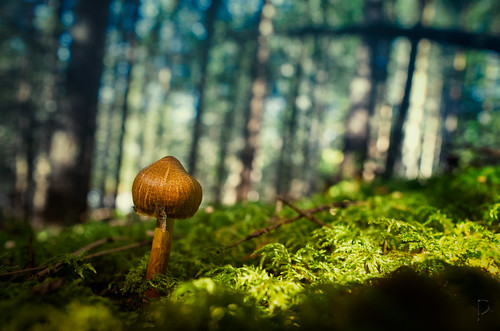 mushroom norway forest landscape norge skog nor paysage sopp forêt champignon norvege landskap buskerud flesberg førle