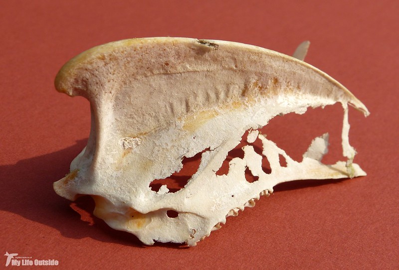 P1080977 - Shark Fin Cartilage