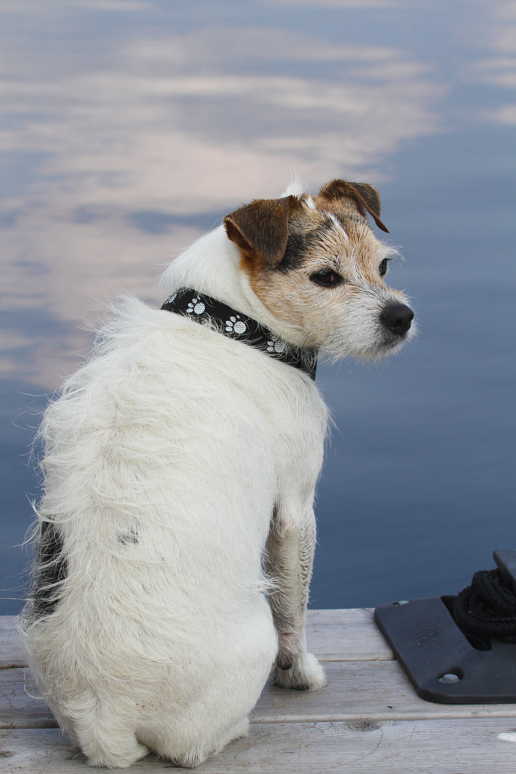 Benny on the dock