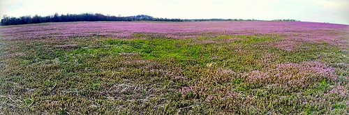 purple mobilephotography panorama thistles field spring polkcountymo