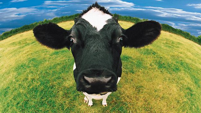 vacas-diarioecologia