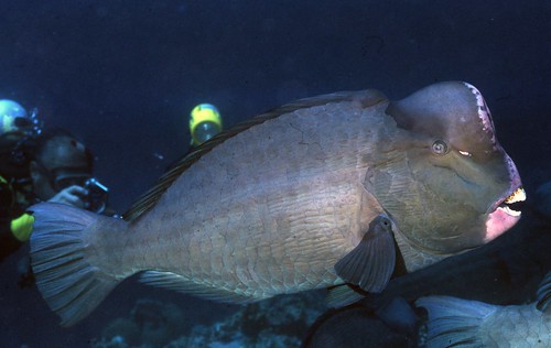 隆頭鸚哥魚。（圖片來源：林務局提供）
