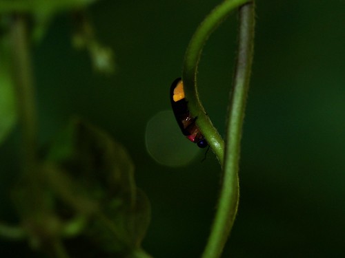 發光的紅胸黑翅螢。螢火蟲發光的顏色因種類而略有不同，例如黑翅螢發出的是黃綠色光，紅胸黑翅螢的光偏橙色，黃緣螢的光則呈黃色。（圖片攝影：李鍾旻）