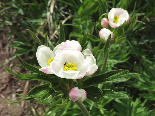 Anemone narcissiflora=Anémone à fleurs de narcisse (2)