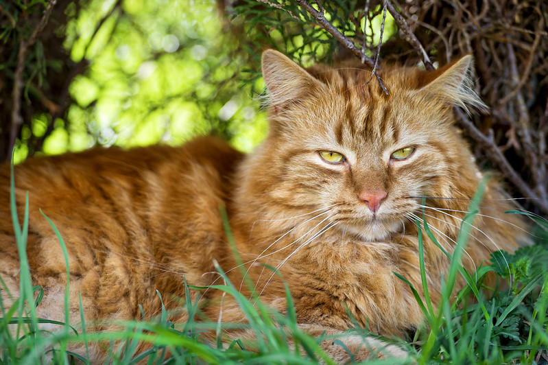 Cute lying ginger cat II