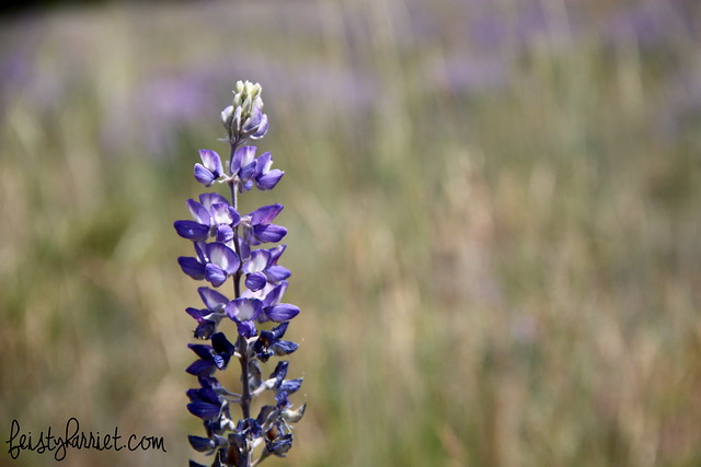 Montana Elkhorn Purple Flowers 3_feistyharriet_July 2014