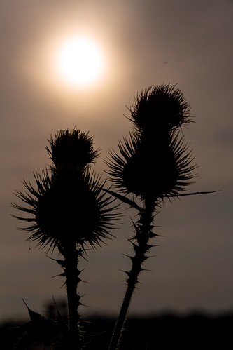 sun nature silhouette finland august spikey 2014 canoneos7d adobelightroom4
