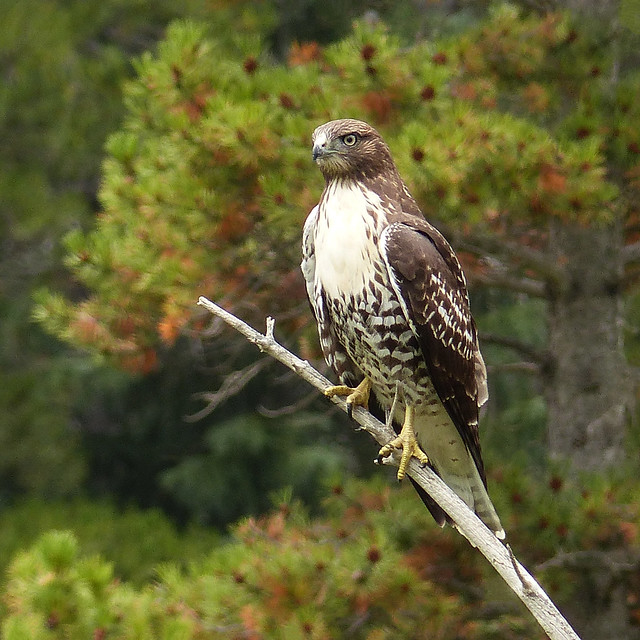 Red-tailed Hawk with tree bokeh