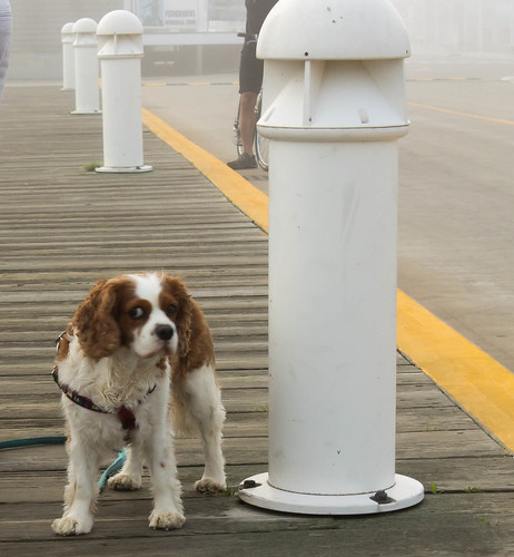Provincetown dog.