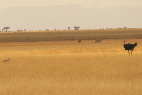 africa tanzania ostrich safari zebra hyena