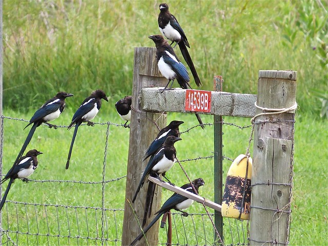 Black-billed Magpie by Ray Lake Marsh in Fremont County, Wyoming 11