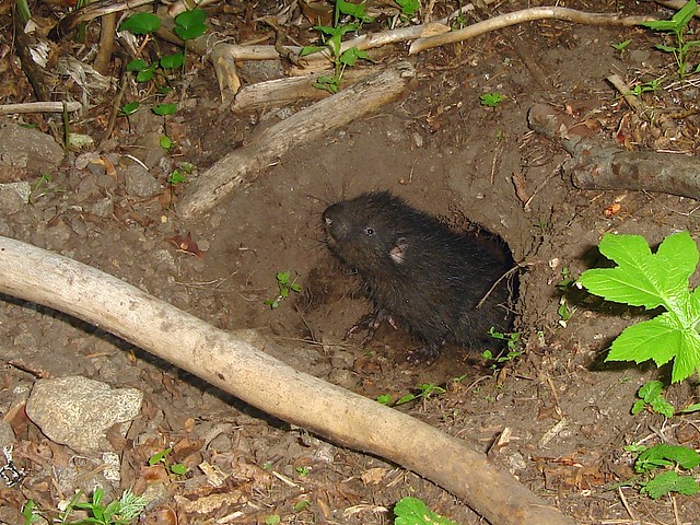 juvenile mountain beaver