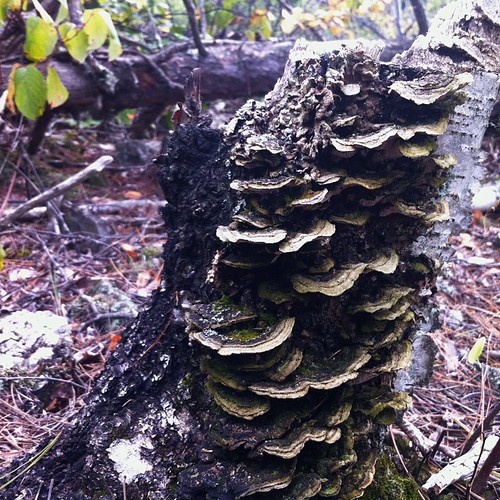 Mushroom from Boundary Waters Canoe Area Wilderness. Secret Blackstone trail. #fungi #bwca #vscocam