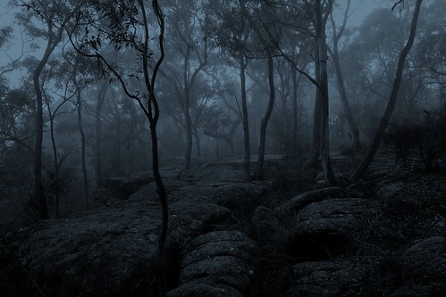 trees monochrome fog darkness australia oatleypark