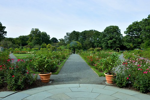 Peggy Rockefeller Rose Garden