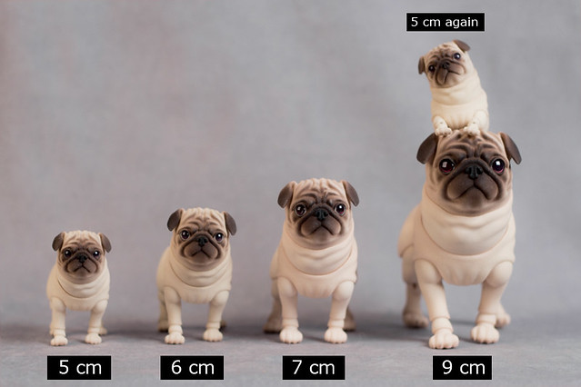 Pug Sizes | Flickr - Photo Sharing!