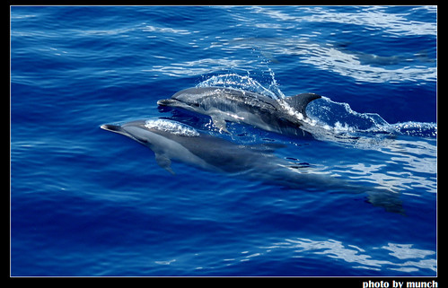海豚，來源：Munch
