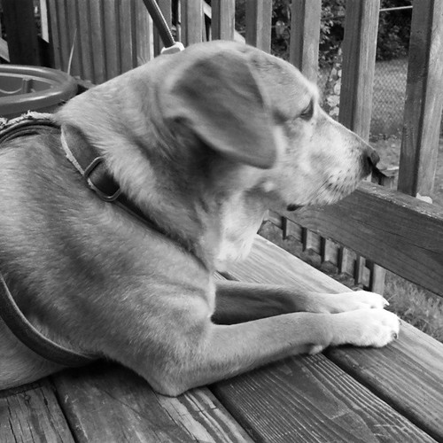 Sophie says Good Morning IG! #dogstagram #instadog #rescued #houndmix #critterpatrol #summer #deck #ilovemydogs #mutt #happydog #lounge #TheWatcher