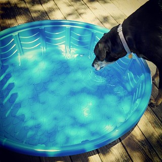 Got pool? Nope, just the biggest water bowl ever! ☀ #dogstagram #instadog #dobermanmix #summer #deck #seniordog