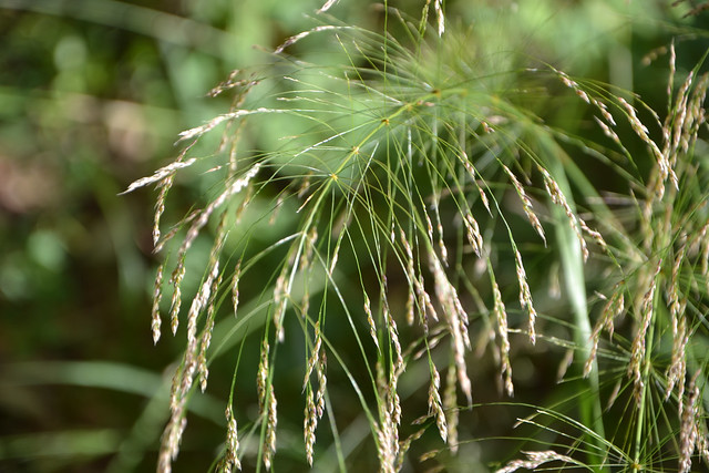 Oloptum miliaceum [identification Poaceae] 14541323147_57499bd6d5_z